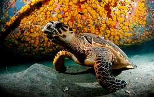 Hawksbill turtles 2 courtesy of Frogfish Photography 